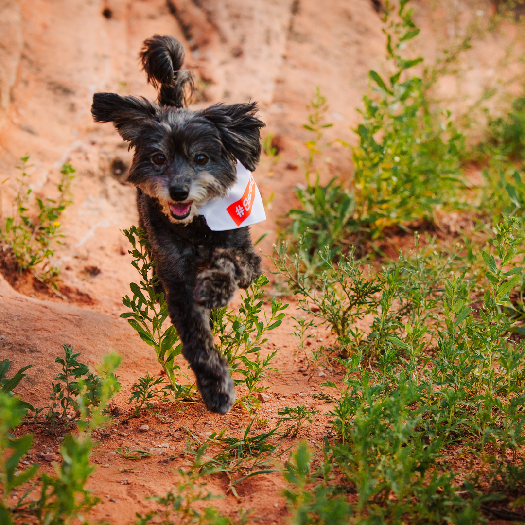 Pet Bandana Collar (Medium) – Purpose Looks Good On Them, Too
