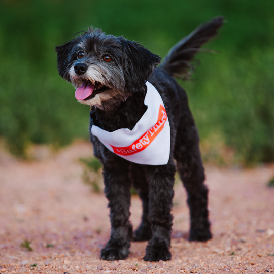 Pet Bandana Collar (Medium) – Purpose Looks Good On Them, Too