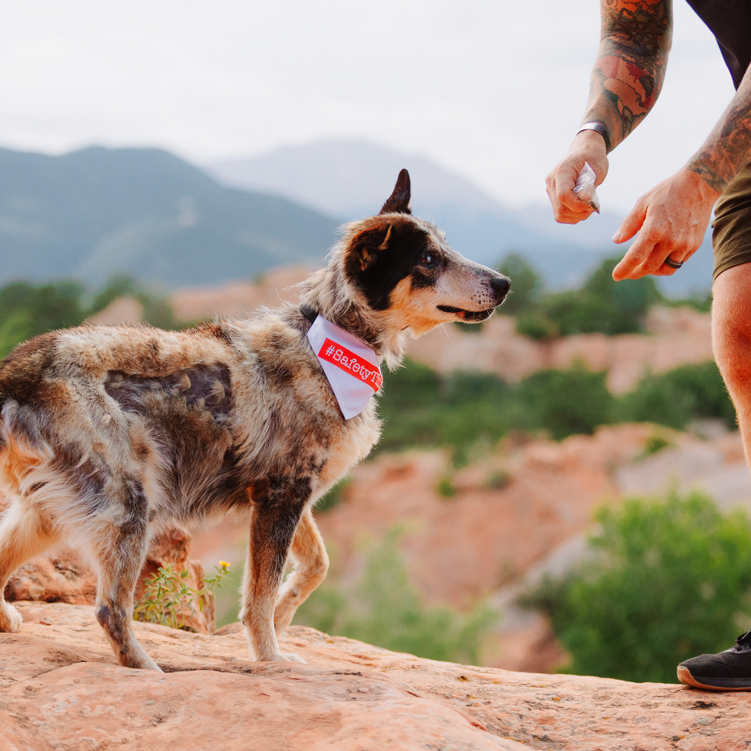 Dog Bandana Collar (Large) – Purpose Looks Good On Them, Too